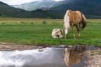 Libert...... Pascoli di Castelluccio.