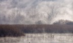 Nebbie invernali