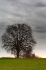 Stately tree