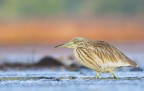 Un giovane esemplare di sgarza ciuffetto alle prime luci del mattino