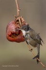 Occhiocotto (Sylvia melanocephala), c & c sono graditi.
Canon 1D Mk IV - Canon 400mm - iso 400 - f/8 - 1/1000s - -0.33Ev - capanno e reti  mimeticche
[url=http://imageshack.com/a/img540/5018/Zudbsd.jpg]Clicca qui per la versione ad alta risoluzione! 3787px[/url]