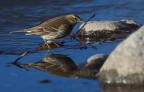 calandro  (Anthus campestris)