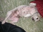 Polly