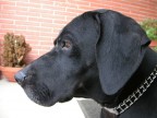 Jack