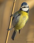 Cinciarella (Cyanistes caeruleus) Cinciarella (Cyanistes caeruleus)