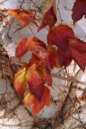 Foglie Orange