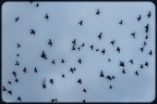 learn to fly