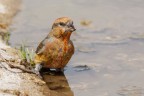 Crociere (Loxia curvirostra) Crociere (Loxia curvirostra)