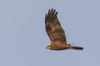 Falco di palude