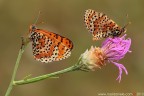 Melitaea didyma (Esper, 1779) (Lepidoptera  Nymphalidae)

Canon EOS 7D + Sigma 180mm f/3.5 EX DG HSM Macro

Suggerimenti e critiche sempre ben accetti
[url=http://www.rossidaniele.com/HR/_MG_3898copia-mdc-1500.jpg]Versione HR[/url]

Mi scuso per la mia latitanza... spero di essere un p pi presente in questo nuovo anno...
;)