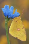 Colias....