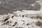 wolves