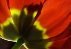 Flower's ghost