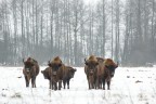 Bisonti europei Bisonti europei