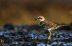 Un giovane esemplare di corriere piccolo fotografato nel suo ambiente naturale alle prime luci dell'alba
Commenti e critiche sempre graditi