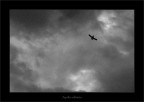 Aquila solitaria