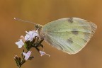 Scatto di inizi di Ottobre 2013...ma mia prima Pieris brassicae,all'inizio credevo che fosse una Pieris rapae ed ero pronta a proseguire la mia ricerca di soggetti ma le sue dimensioni maggiori mi hanno insospettito decidendo alla fine di riprenderla :)
Treppiede,scatto remoto,pannellini,plamp 

[url=http://postimg.org/image/mursojuvz/full/] Versione a 2500px [/url]
Critiche e consigli sono molto graditi ed apprezzati 

Un saluto a tutti