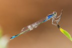 Eleganza