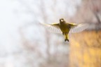 canon 20D 
1/500
f8
iso 800