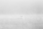 The flight to the dreamland