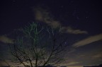 Albero e stelle