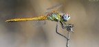 Libellula Sempre A Mano Libera.