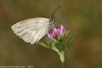 Melanargia galathea f.leucomelas (Linnaeus, 1758)  (Lepidoptera  Nymphalidae  Satyrinae)

Canon EOS 7D + Sigma 180mm f/3.5 EX DG HSM Macro

Suggerimenti e critiche sempre ben accetti
[url=http://www.rossidaniele.com/HR/_MG_8396copia-mdc-1500.jpg]Versione HR[/url]