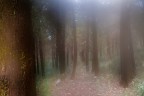&quot;IL bosco&quot;