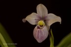 Phragmipedium schlimii, orchidea (Orchidaceae, sottofamiglia Cypripedioideae) autoctone Sud America, soggetto della mia serra di orchidee.
C & c sono graditi.
Canon 5D Mk III, canon 180mm, iso 100, f/18, 30s, -0.33Ev
[url=http://imageshack.com/a/img907/3869/VUTDmJ.jpg]Clicca qui per la versione ad alta risoluzione![/url]