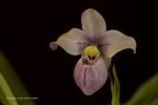 Phragmipedium schlimii, orchidea (Orchidaceae, sottofamiglia Cypripedioideae) autoctone Sud America, soggetto della mia serra di orchidee.
C & c sono graditi.
Canon 5D Mk III, canon 180mm, iso 100, f/18, 30s, -0.33Ev
[url=http://imageshack.com/a/img907/3869/VUTDmJ.jpg]Clicca qui per la versione ad alta risoluzione![/url]