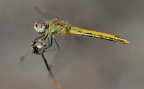 Libellula Sempre A Mano Libera. Penultima Della Serie.