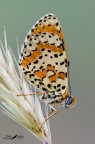 Melitea didyma