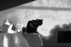 gatto nero