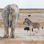 Rappresentanti Rappresentanti