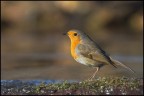 Robin