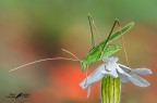 Tettigonia viridissima