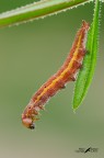 Lacanobia oleracea, Noctuidae