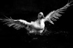 Salve a tutti sono alle prime armi mi presento proponendovi quest'anatra fotografata appositamente sottoesponendo il soggetto...

Critiche e commenti ben accetti.