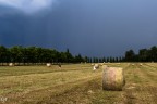 in the field