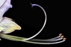 Teucrium fruticans