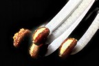 questa lo metto per far notare le imperfezioni, gli aloni dovuti alla presenza di elementi in una diversa profondit focale non eliminabili utilizzando solo i fotogrammi di stacking. Sono riuscito a toglierne qualcuno lontano dagli stili ma dove c'erano stili bianchi vicino non  possibile. Sono 35 foto montate in stacking.