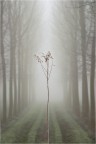 Fiore d'inverno