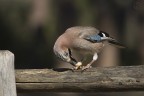 Ghiandaia (Garrulus glandarius)