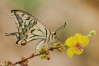 Un immagine di questo splendido Lepidottero,trovato agli inizi di Settembre 2013...contenere il giallo del fiore non e' stato per niente facile 
Cavalletto,scatto remoto,plamp, pannellini

[url=http://postimg.org/image/9el2hjqjj/full/] Versione  a 2500px[/url]

Critiche e consigli sono sempre molto graditi ed apprezzati

Un saluto