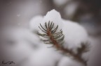 sotto la neve