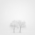 Twin trees