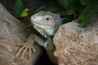 Iguana, parque tayrona Santa Marta