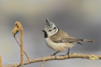 Cincia dal ciuffo (Lophophanes cristatus)