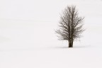 silent