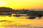 Isola della Cona